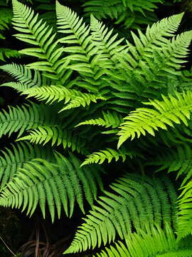 A sorus is a cluster of sporangia in ferns