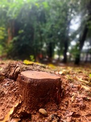 Cut tree stump on wet soil after rain