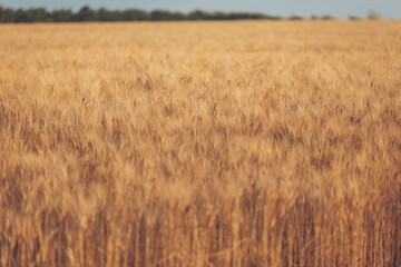Obraz premium Golden wheat field swaying gently under the warm afternoon sun in rural countryside landscape