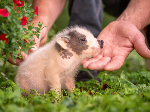 Small piglets mini-pigs in the hands of the owner. Colorful piglets