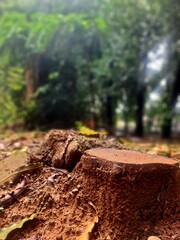 Cut tree stump on wet soil after rain