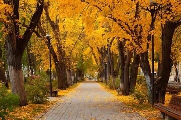 Naklejka premium Autumn alley with golden leaves and foliage 