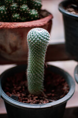 Little cactus on small pot, plant for decoration. Beautiful blooming cactus, selective focus blurred green nature background. Hobby during work from home concept.