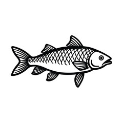 Fototapeta premium vintage engraved style silver carp illustration w.eps