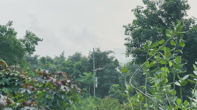 Static shot of a tall, robust pole, identified as a railway overhead electrification (OHE) mast or pole, positioned alongside a railway line and surrounded by lush green foliage under an overcast sky
