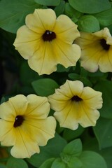 Pretty yellow petunia flowers are blooming outdoor in summer time.