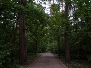 Dense forest with trail leading through the trees