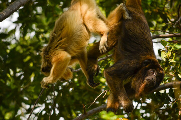 A pair of black howler monkeys on a tree, Pilar, Paraguay