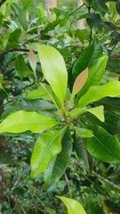 Fresh clove tree shoots with vibrant green and reddish young leaves in tropical garden, close-up macro photography

