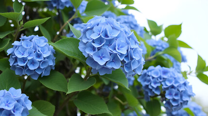 Blue Hydrangea