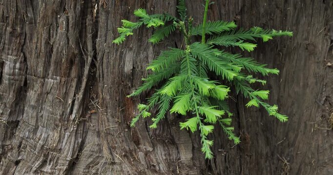 Bark of yew, Taxus baccata, also knowed as common yew, European yew or English yew.