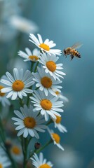 Bee on Daisy Flowers – Nature, Pollination & Wildflower Beauty