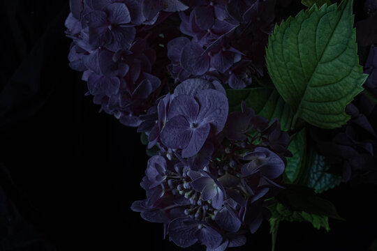 Close up violet hydrangea flowers on a black background. Blur and selective focus. Low key photo.