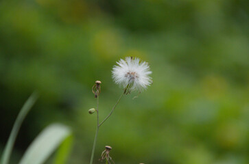 A lone dandelion gone to seed, its fluffy white head ready to disperse in the wind, set against a soft green background.
