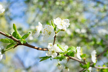 Charming cherry blossoms blossom under a serene spring sky in a peaceful garden