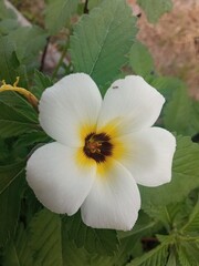 Fototapeta premium Close-up of Turnera subulata flower blooming by the rice field, with white petals, yellow center, and dark core in natural light.