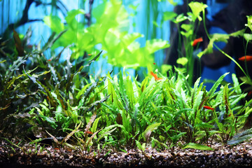 Fish in an aquarium. Oceanarium. Ocean fish in the aquarium. Nature protection concept. Fish underwater in the aquarium