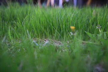 Summer landscape, lush green vegetation and nature.
