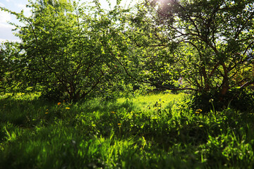Summer landscape, lush green vegetation and nature.
