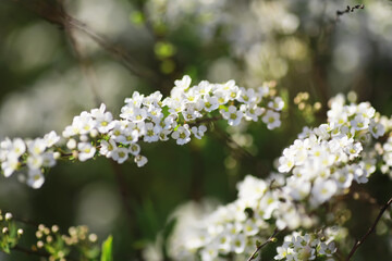 Summer landscape, lush green vegetation and nature.