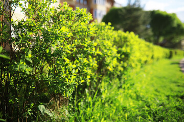 Summer landscape, lush green vegetation and nature.