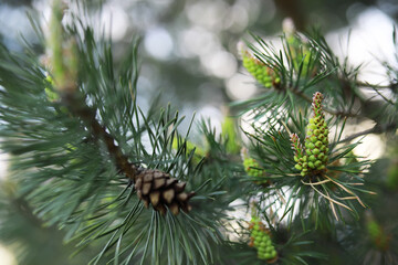 Summer landscape, lush green vegetation and nature.