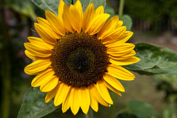 Sonnenblume 