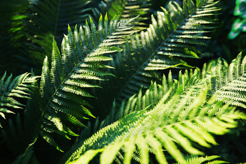 Green Leaves.Nature background. The natural background in the park, with blurred winds, fresh air and coolness.