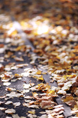 Beautiful autumn park. Russian North. Autumn trees and leaves. Autumn Landscape.Park in Autumn. Forest in Autumn.