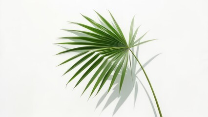 Palm leaf on white background