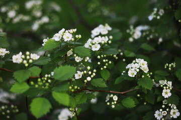 Spring bloom. The first flowers against the background of green spring.