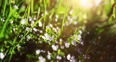 The first flowers against the background of green spring. Spring bloom.