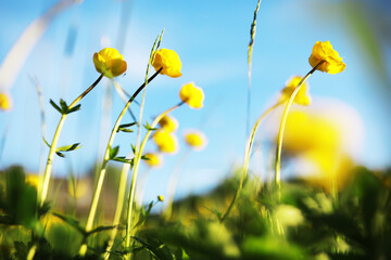 Spring bloom. The first flowers against the background of green spring.
