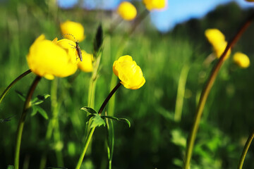 Spring bloom. The first flowers against the background of green spring.