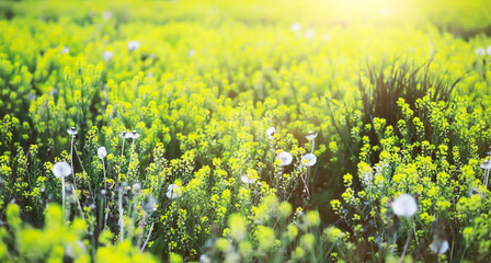 The first flowers against the background of green spring. Spring bloom.