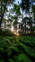 Fototapeta premium Forest floor ferns sunlight