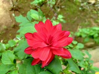 Vibrant red Dahlia flower in full bloom, displaying its intricate layered petals and fresh green leaves, captured in a lush garden setting during daylight