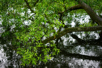 Willow tree branch over water