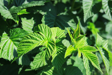 Summer landscape, lush green vegetation and nature.