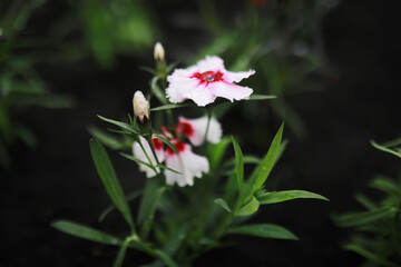 Summer landscape, lush green vegetation and nature.