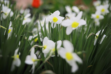 Obraz premium Summer landscape, lush green vegetation and nature.