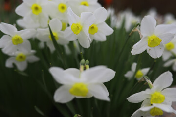 Summer landscape, lush green vegetation and nature.