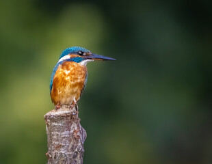 Common Kingfisher looking for prey and standing on dry branch