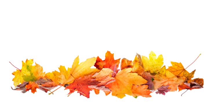 pile of fall leaves isolated, autumn natural background