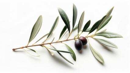 Olive branch on white background