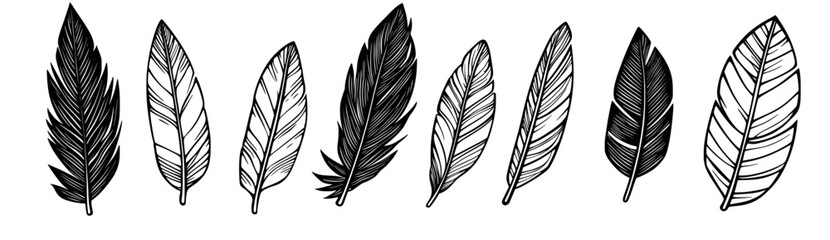 Obraz premium Different isolated black bird feathers with fluffy and soft contours, depicted as modern realistic quill silhouettes on a white background