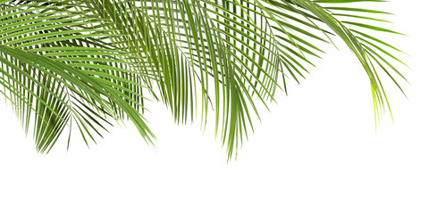 Bright green palm leaves on white background. Tropical plant
