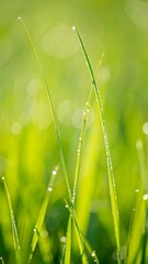 Obraz premium Dewy grass blades close up