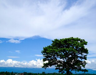 Obraz premium Lush tree against a vast blue sky