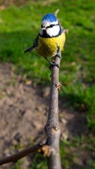 Obraz premium Blue tit on branch in garden